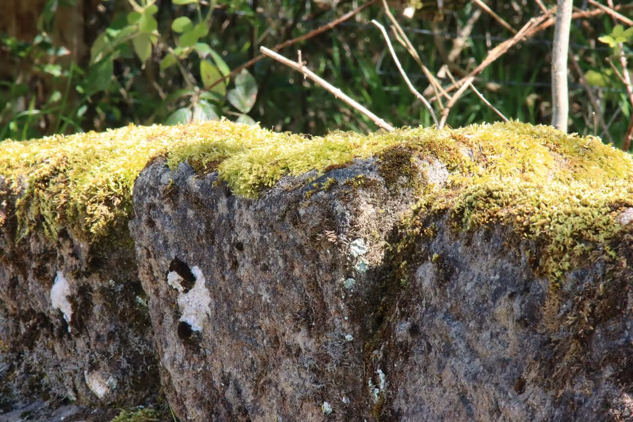 Moos auf einem Felsen