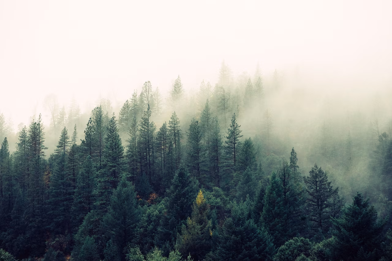 Nadelwald im Morgennebel