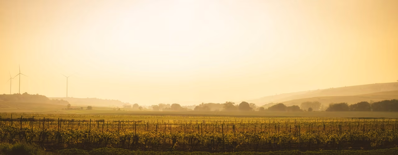 Wiese im Morgenlicht